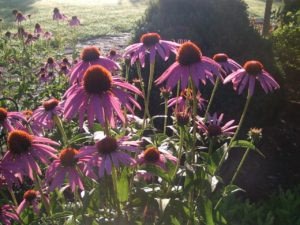 Smith-Wright Law Supports Secret Garden Party for Discovery Center